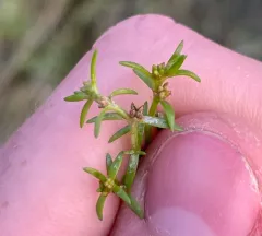 Aquatic pygmyweed thumbnail 3