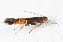 Cosmopterix gemmiferella thumbnail 3