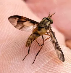 Brownish Deer Fly thumbnail 4