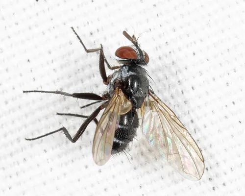 Phyllophilopsis nitens