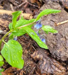 Oregon lungwort thumbnail 4