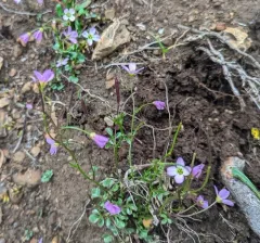 Saddle Mountain Bittercress thumbnail 4