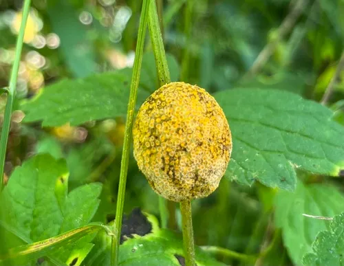 Puccinia clematidis