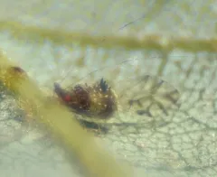 painted maple aphid thumbnail 3