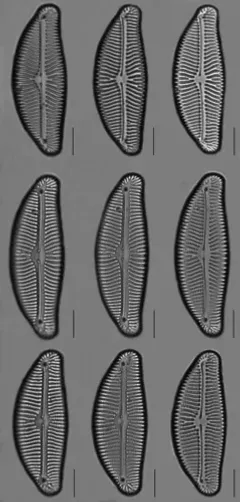 Encyonema leibleinii thumbnail 2