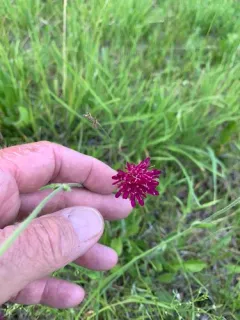Macedonian scabious thumbnail 3