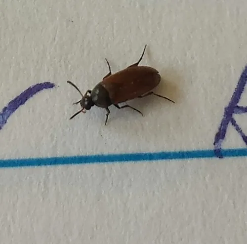 Yellow-winged False Flower Beetle