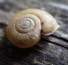 Beaded Lancetooth Snail thumbnail 4