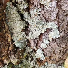 Speckled Rag Lichen thumbnail 4
