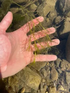 Canadian water-nymph thumbnail 1