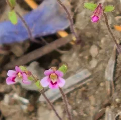 Brewer's Monkeyflower thumbnail 2