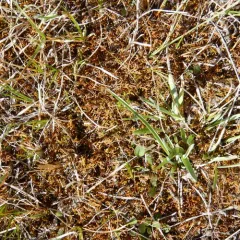 Red-stemmed Feather Moss thumbnail 3