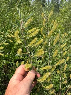 Athabasca Willow thumbnail 2