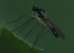 Brachystoma occidentale thumbnail 3