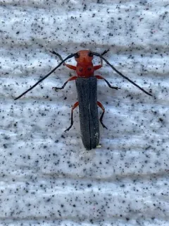 Sumac Stem Borer thumbnail 4