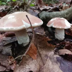 lilac bolete thumbnail 2