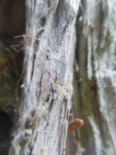 Microcalicium ahlneri thumbnail 1