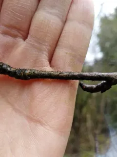 Poplar Needles thumbnail 2