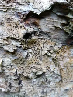 Pseudoschismatomma rufescens thumbnail 4