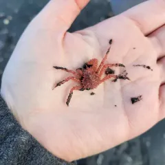 Red King Crab thumbnail 4