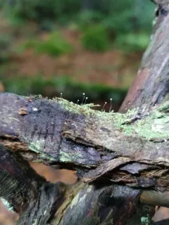 Chaenotheca gracilenta thumbnail 1