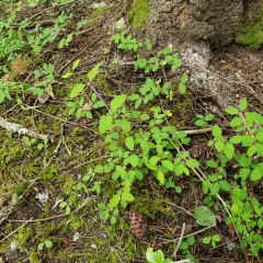 creeping snowberry thumbnail 4