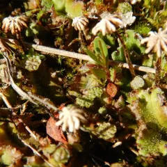 Common Liverwort thumbnail 2