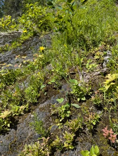 Robinson's Hawkweed