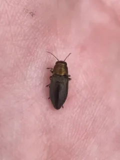 Phaenops intrusa thumbnail 1
