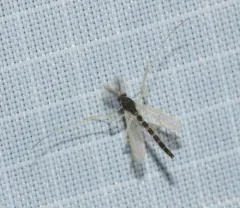 Phaenopsectra obediens thumbnail 3