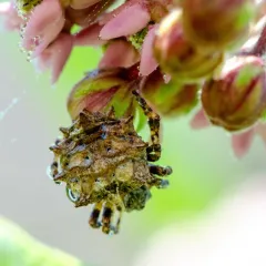 Starbellied Orbweaver thumbnail 4