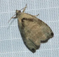 Wretched Olethreutes Moth thumbnail 2