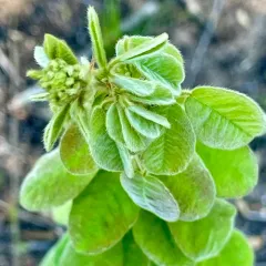 hairy lespedeza thumbnail 4