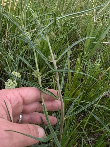 slimleaf milkweed