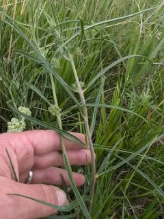slimleaf milkweed thumbnail 1