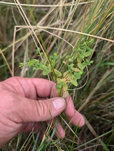 Reticulate-seeded Spurge