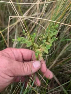 Reticulate-seeded Spurge thumbnail 1