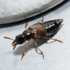 Oxyporus occipitalis thumbnail 4