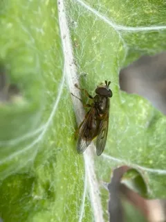 Golden Copperback thumbnail 1