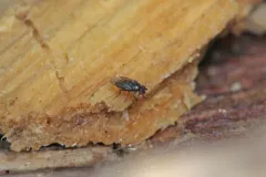 Leptocera erythrocera thumbnail 2