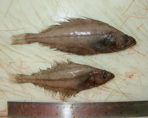 Greenland Halibut