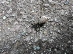 Plinthodes taeniatus thumbnail 2