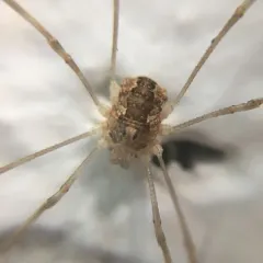 Spring Harvestman thumbnail 2