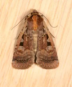Parabagrotis formalis thumbnail 2