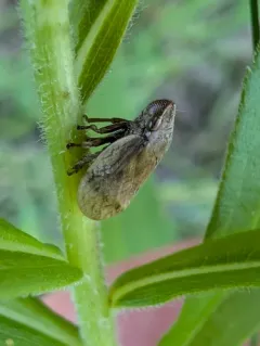Lepyronia coleoptrata thumbnail 3