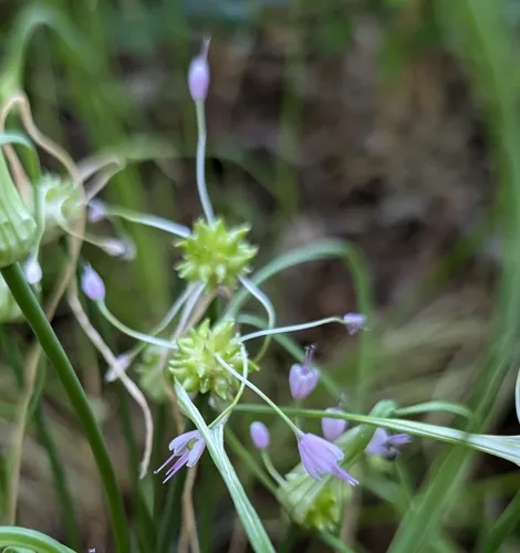 Keeled Garlic