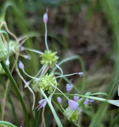 Keeled Garlic thumbnail 1