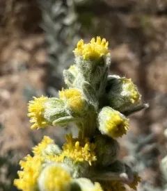 California mugwort thumbnail 2