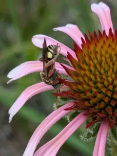 Daisy Nomad Bee thumbnail 3