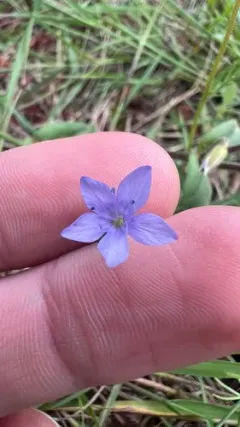 California gilia thumbnail 3
